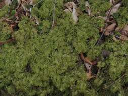 Image of hylocomium feather moss