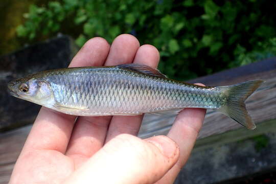 Image of Whitetail Shiner