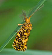 Image of Euplocamus ophisa (Cramer 1779)