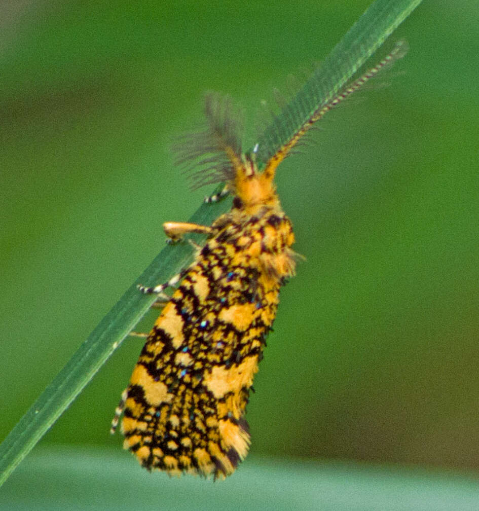 Image of Euplocamus ophisa (Cramer 1779)