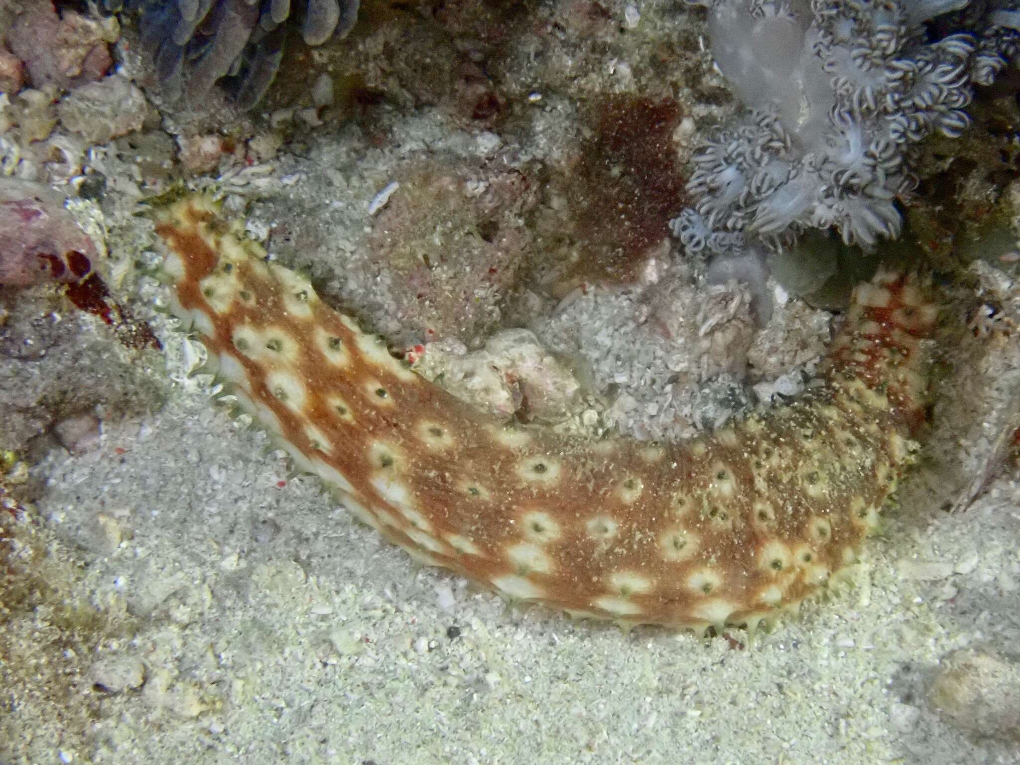 Image of Sand sifting sea cucumber