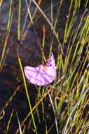 Image de Utricularia volubilis R. Br.