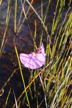 Image de Utricularia volubilis R. Br.