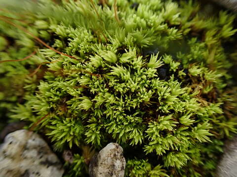 Image of tortella moss