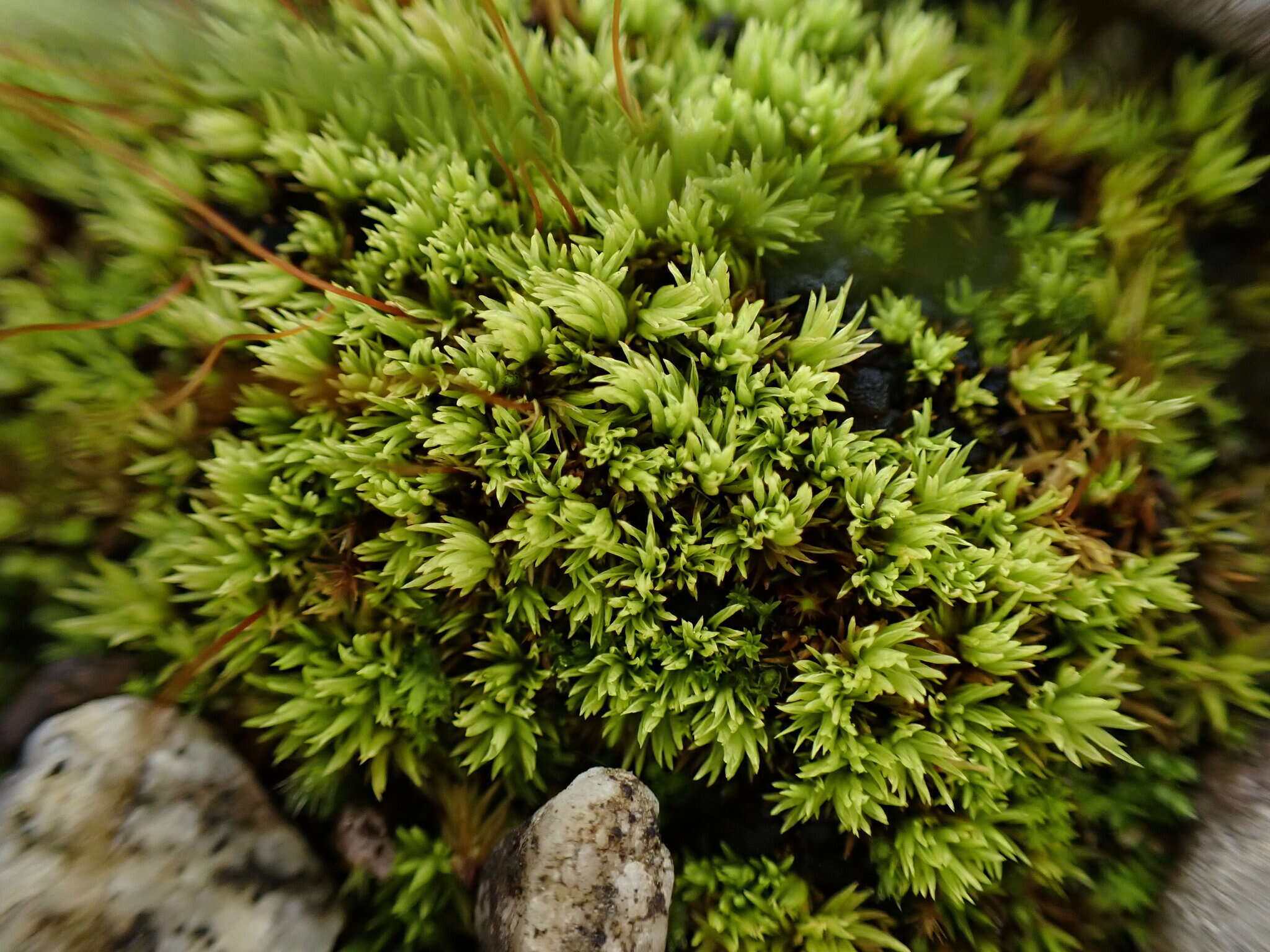 Image of tortella moss