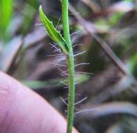 صورة Pilosella novosibirskensis N. N. Tupitsyna