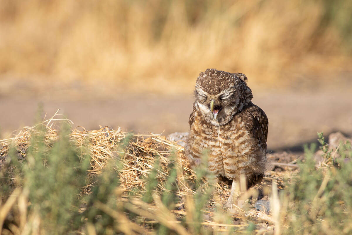 صورة Athene cunicularia cunicularia (Molina 1782)