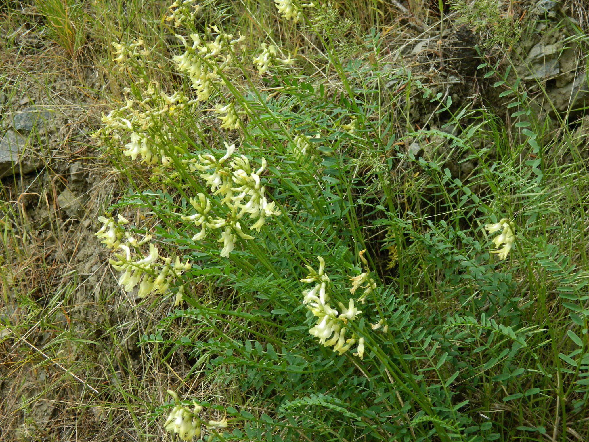 Imagem de Astragalus sheldonii (Rydb.) Barneby