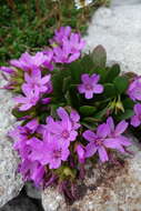 Image of alpine springbeauty