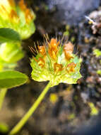 Image of cup clover