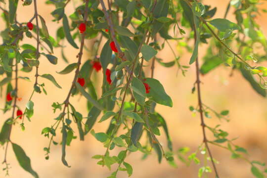 صورة Tapinanthus quequensis (Weim.) R. M. Polhill & D. Wiens