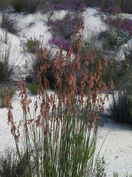 Imagem de Thamnochortus karooica H. P. Linder