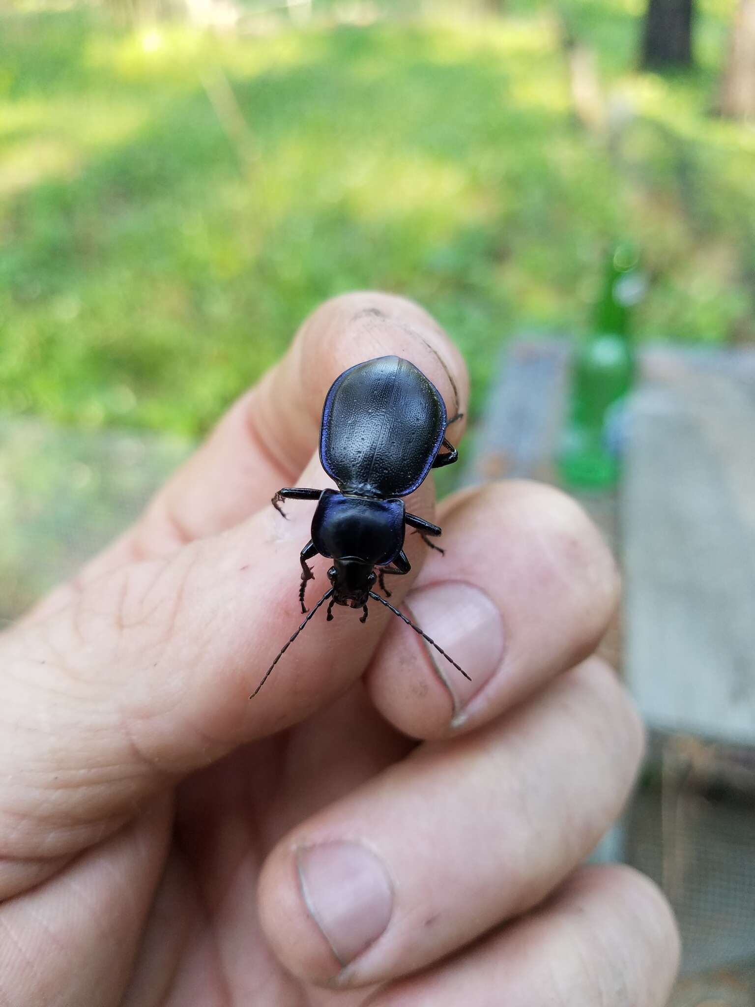 Image of Carabus (Tanaocarabus) finitimus Haldeman 1852