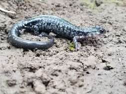 Image of Plethodon kiamichi Highton ex Highton, Maha & Maxson 1989