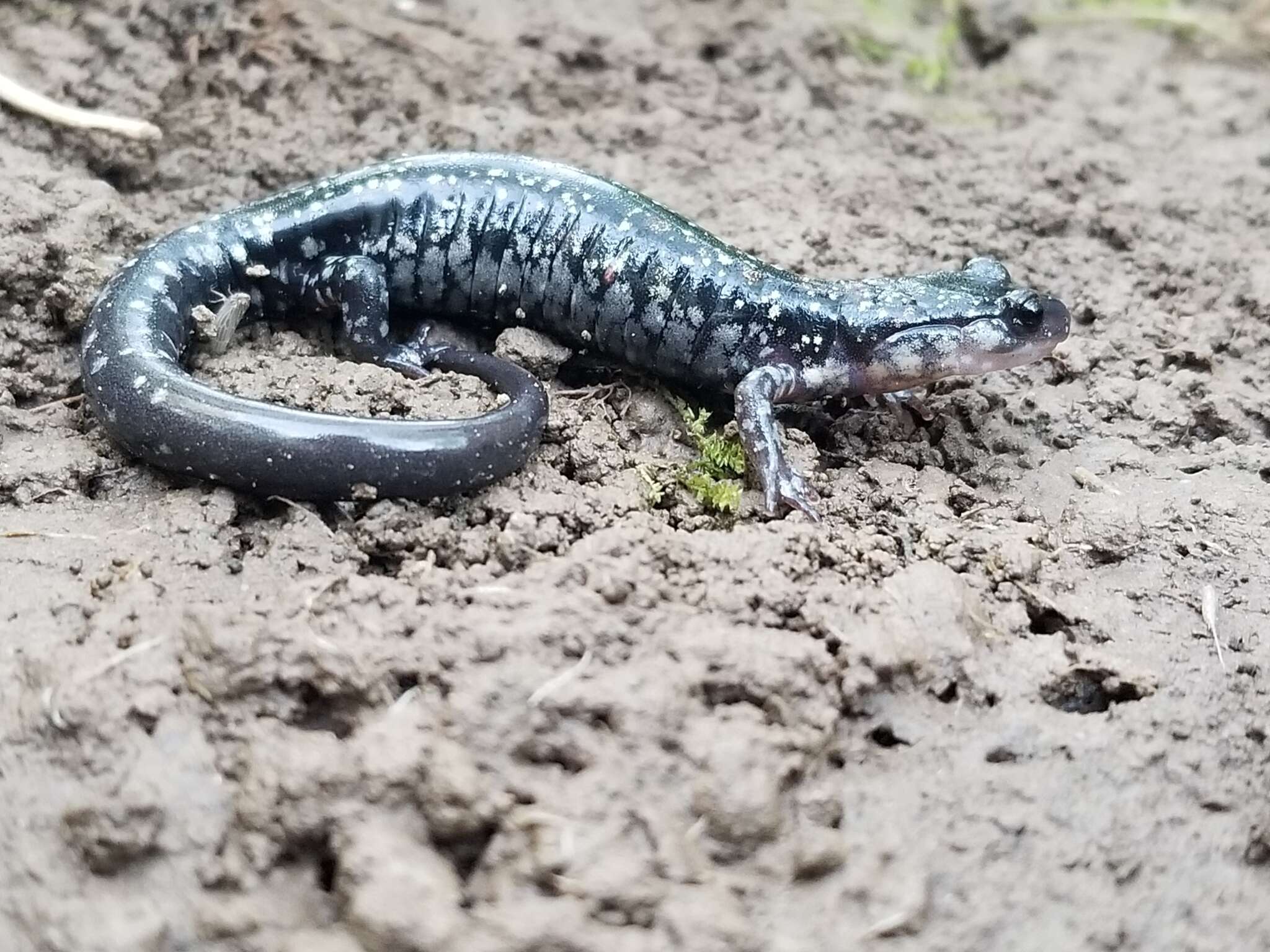 Image of Plethodon kiamichi Highton ex Highton, Maha & Maxson 1989