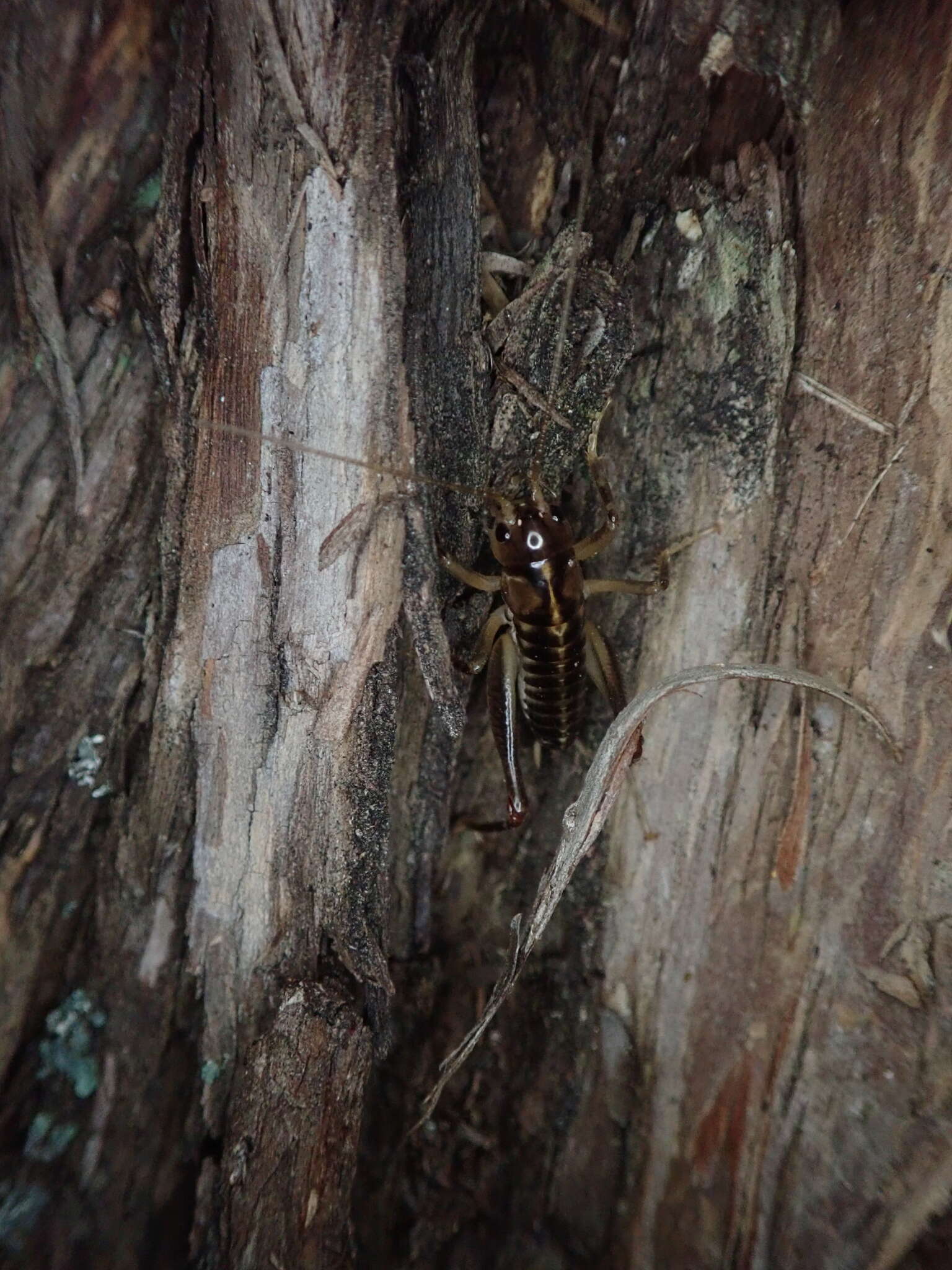 Image of Hemiandrus maia Taylor Smith, Morgan-Richards & Trewick 2013