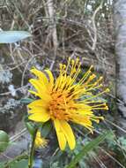 صورة Bidens cosmoides (A. Gray) Sherff