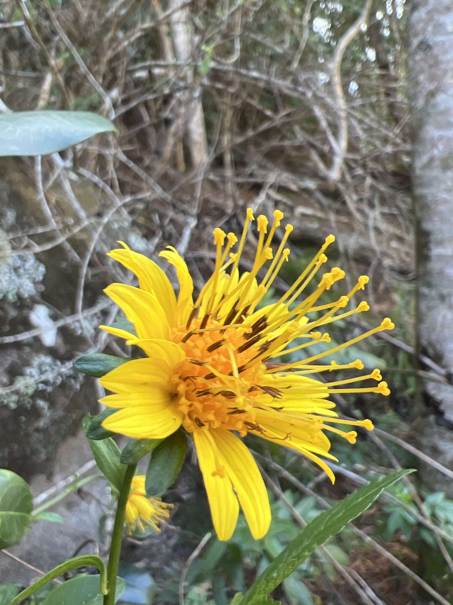 Image of cosmosflower beggarticks