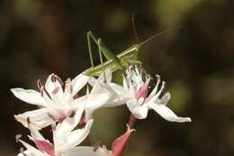 Image de Metaballus sagaeformis Herman 1874