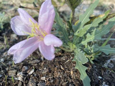 Imagem de Oenothera avita subsp. avita