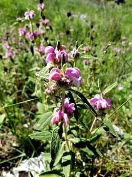 Image of Phlomis purpurea L.