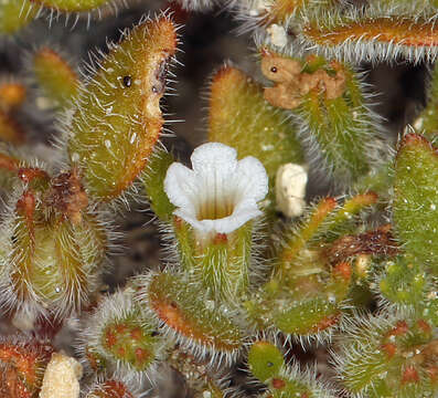 Image of eggleaf fiddleleaf