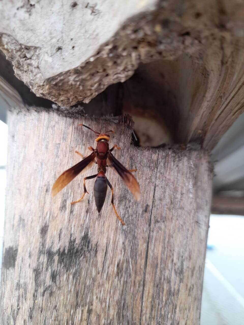 Image of Polistes infuscatus Lepeletier 1836