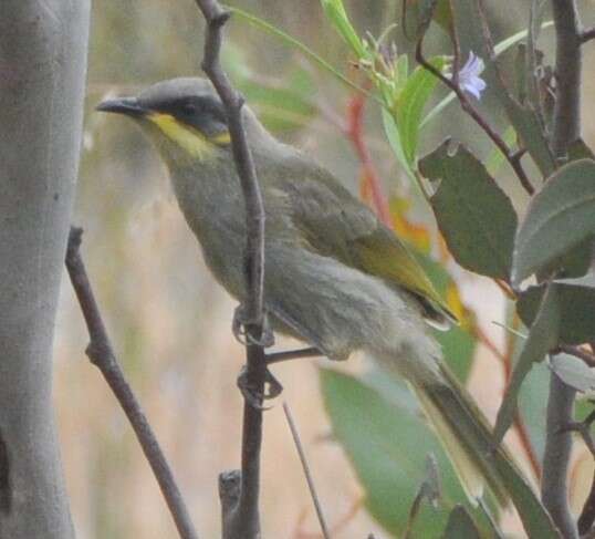 Image of Purple-gaped Honeyeater