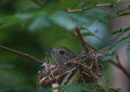 Image of Sooretama Slaty Antshrike