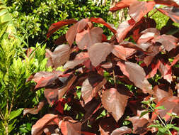 Image de Acalypha wilkesiana Müll. Arg.