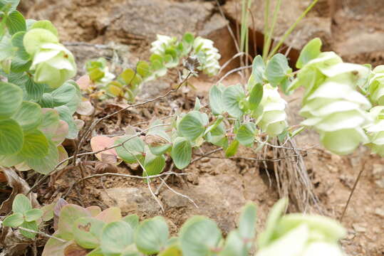 Image of Origanum rotundifolium Boiss.