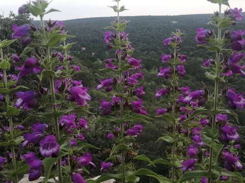 Image of Penstemon hidalgensis Straw