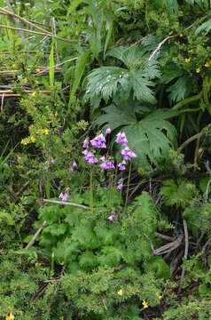 Image of Primula matthioli subsp. turkestanica (Losinsk.) Kovt.