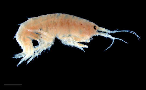 Image of Gammarus lecroyae Thoma & Heard 2009