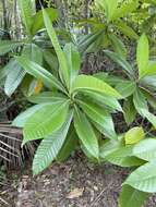 Alstonia macrophylla Wall. ex G. Don resmi