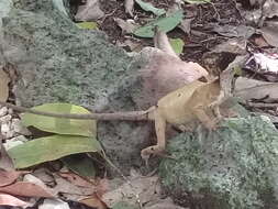 Image of Hernandez's helmeted iguana