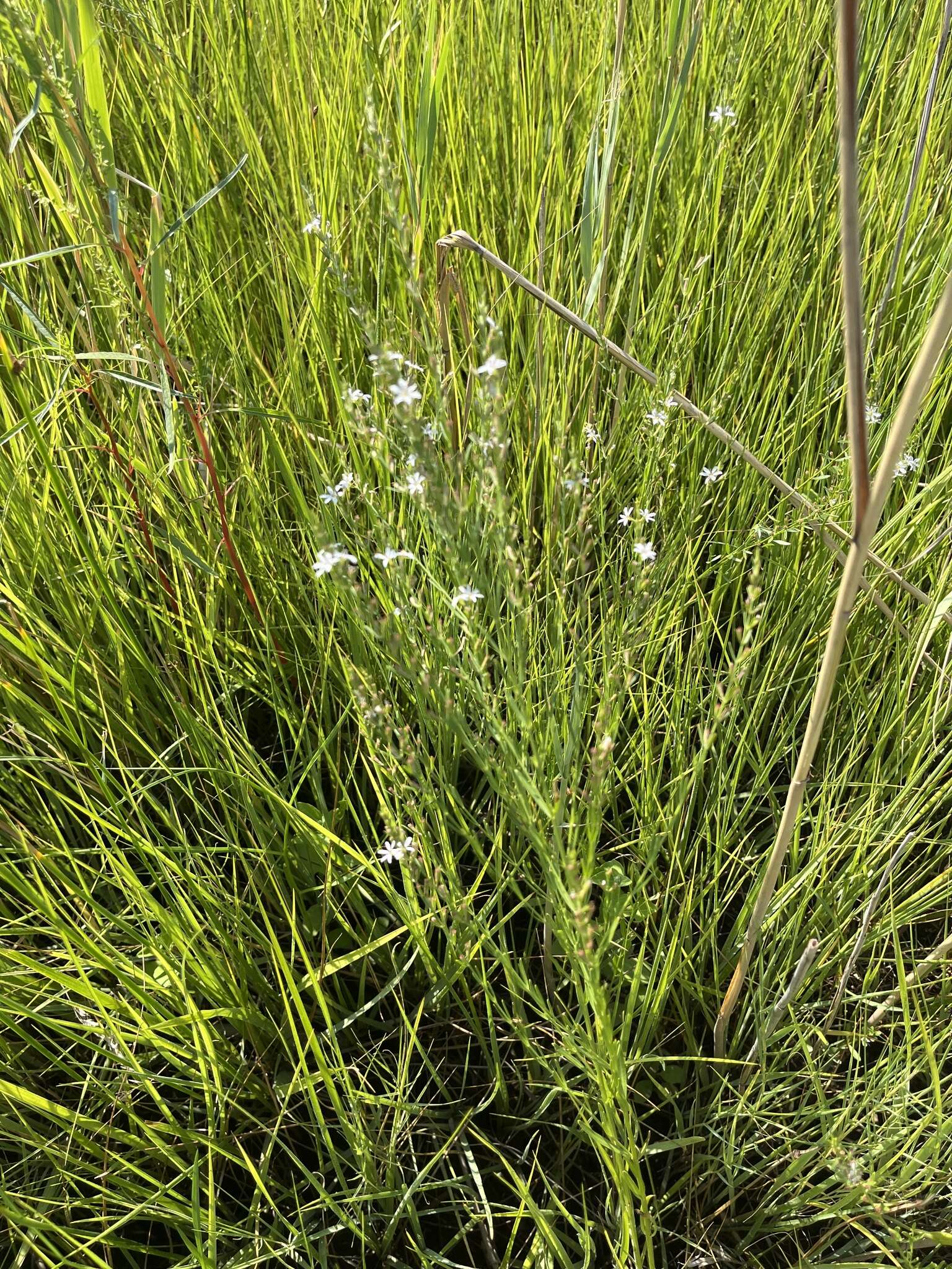 Image of Wand loosestrife