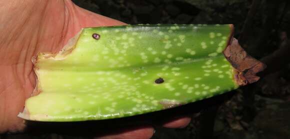 Image of Gasteria croucheri subsp. croucheri