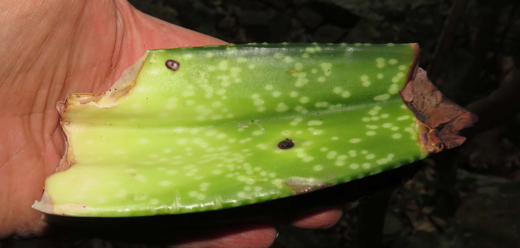 Image of Gasteria croucheri subsp. croucheri