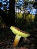 Boletus subtomentosus L. 1753 resmi