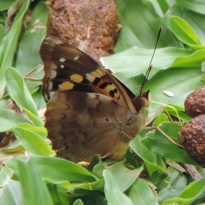 Imagem de Doxocopa agathina vacuna Godart 1823