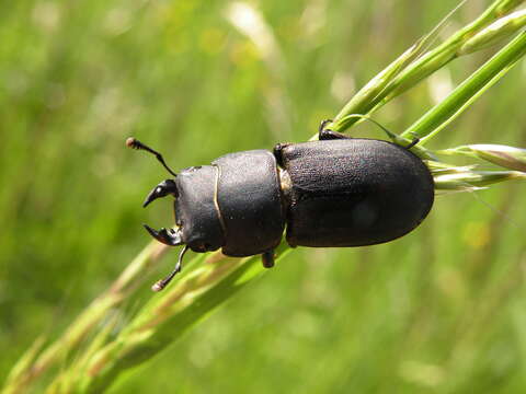 Image of Dorcus parallelipipedus (Linnaeus 1758)