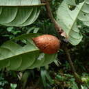 Image de Diospyros chevalieri De Wild.