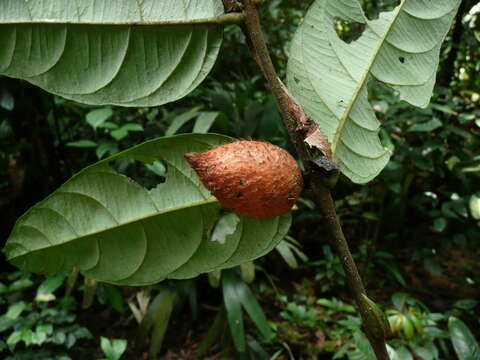 Image de Diospyros chevalieri De Wild.