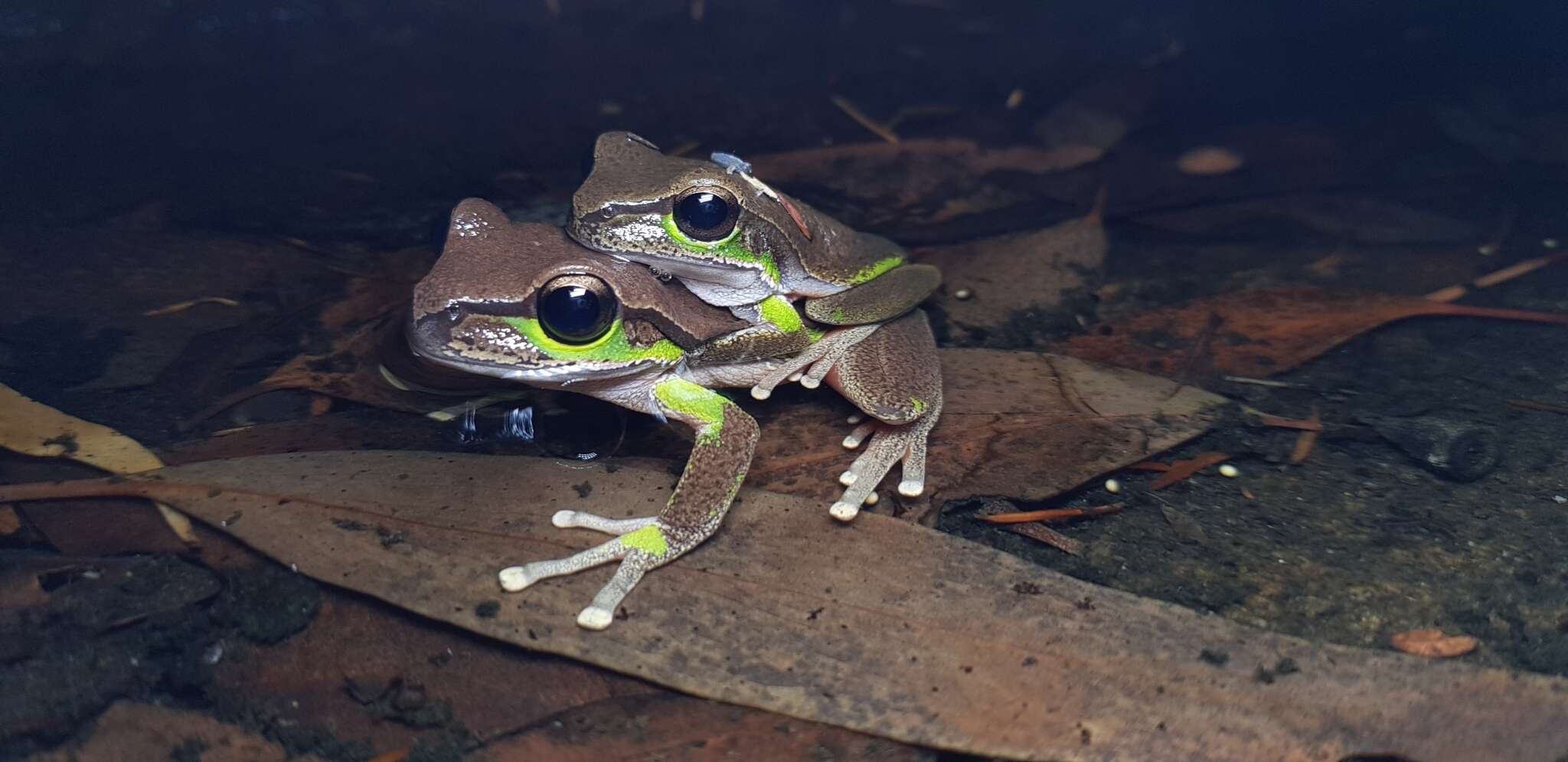 Image of Blue Mountains Tree Frog