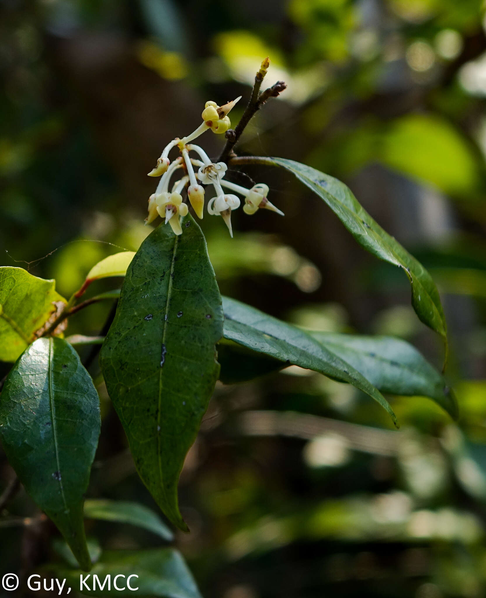 Image of Rinorea angustifolia (Thou.) Baill.