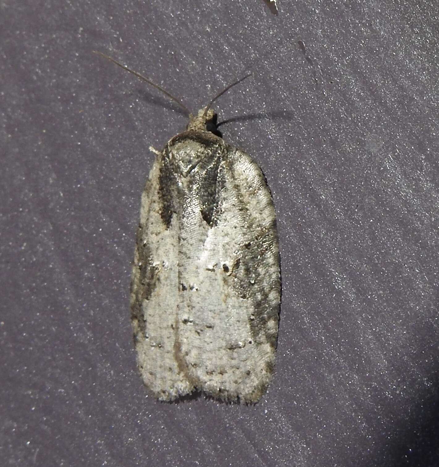 Image of Acleris chalybeana Fernald 1882