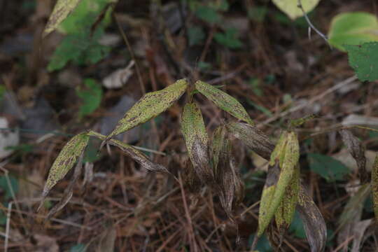 Image of Broad-Leaf Rosette Grass