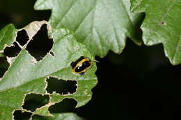 Image of Basiprionota whitei (Boheman 1856)