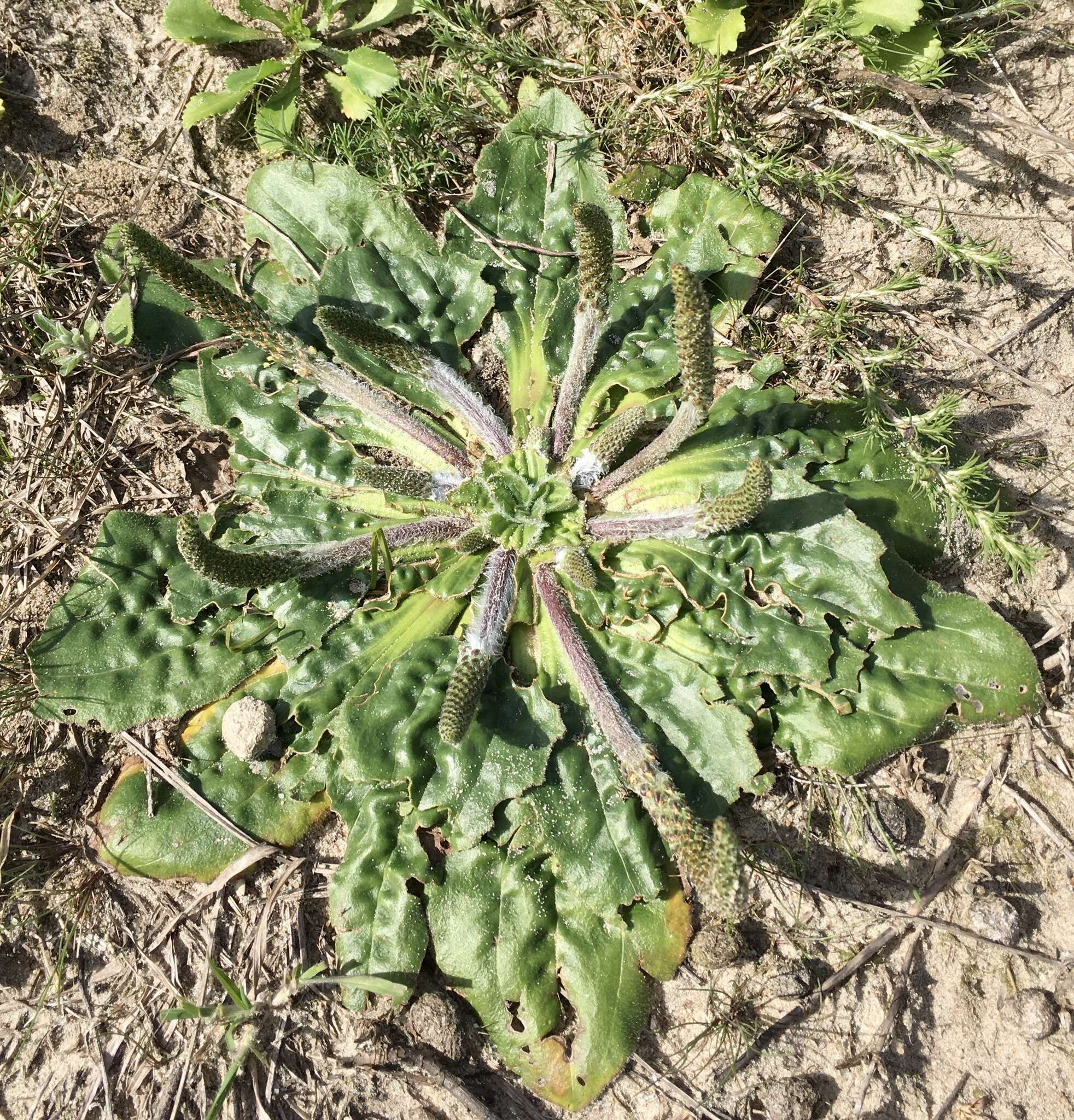 Image of Plantago tomentosa Lam.